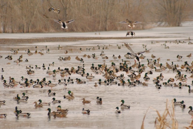 Duck Hunting Missouri’s Early Teal Season