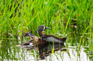 Duck Hunting Missouri's Early Teal Season
