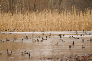 Duck Hunting Gaining Popularity as Duck Numbers Continue to Rise