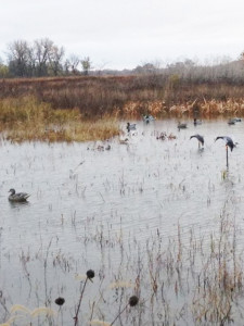 Motion Decoys for Duck Hunting in Missouri