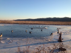 Duck Hunting in Icy Conditions Require a Change in Tactics!