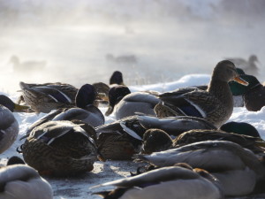 Best Tips for Hunting Late Season Ducks