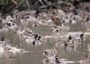 Tried and True Missouri Duck Hunting Tactics