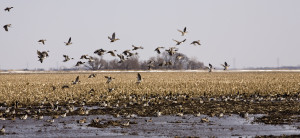 Top 5 Reasons for Hunting Ducks in Missouri