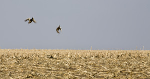 Duck Hunting Missouri's Corn Fields