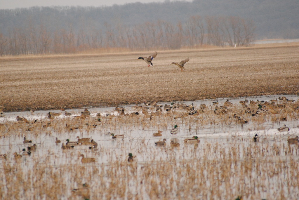 Missouriwhere The Mallard Duck Is King