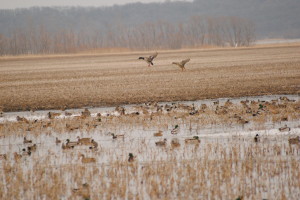 Best Conditions for Mallard Hunting in Missouri