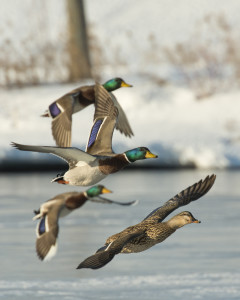 Missouri Late Season Duck Hunting Tips