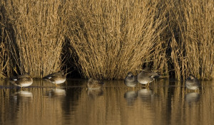 Tips for Hunting Gray Ducks