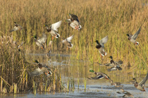 Tips for Small Water and Pond Duck Hunting