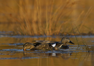 Tips for Hunting Gray Ducks (Gadwall Ducks)