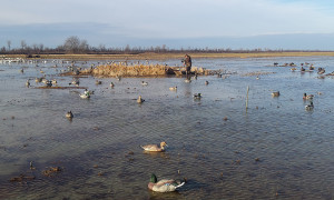 8 Decoy Strategies for Your Next Guided Duck Hunting Trip