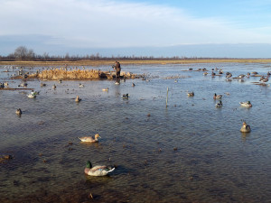 Why Hunters in the Know Are on Fire for Southeast Missouri Duck Hunting