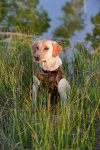 How to Find the Right Duck Hunting Dog
