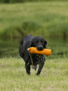 Basic Tips for Training Your Duck Hunting Dog