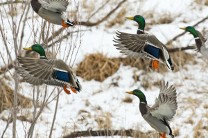 What Makes Missouri One of the Top Duck Hunting Destinations?